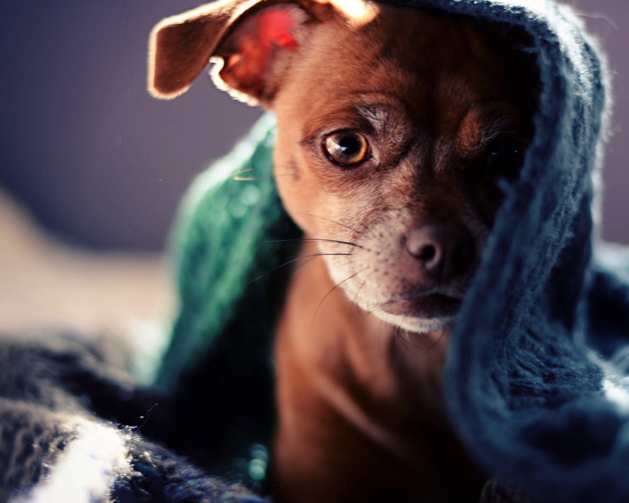 Коричневый щенок под полотенцем