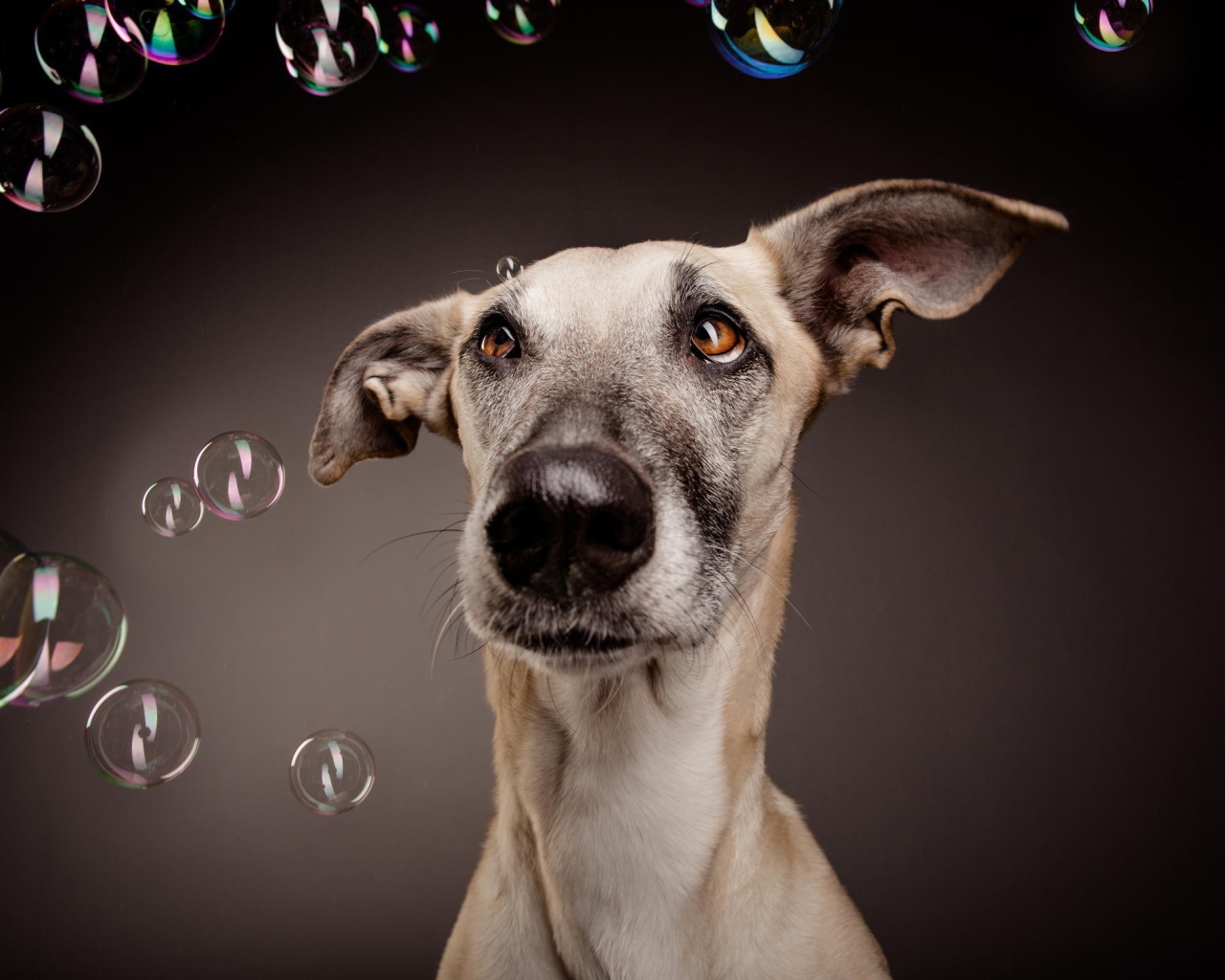 Растерянный пес среди мыльных пузырей