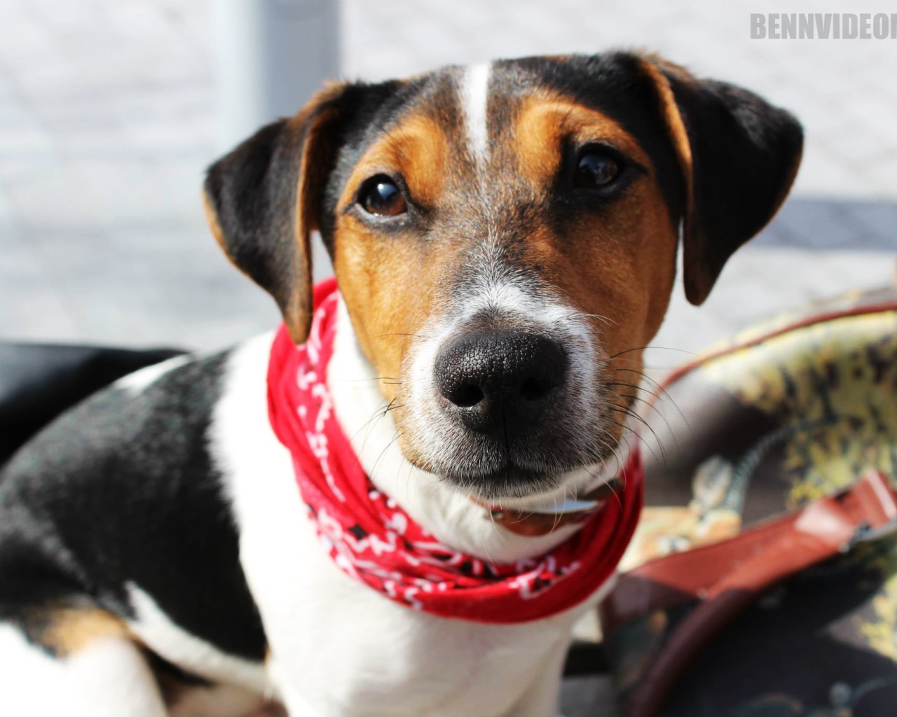 Милый домашний пес