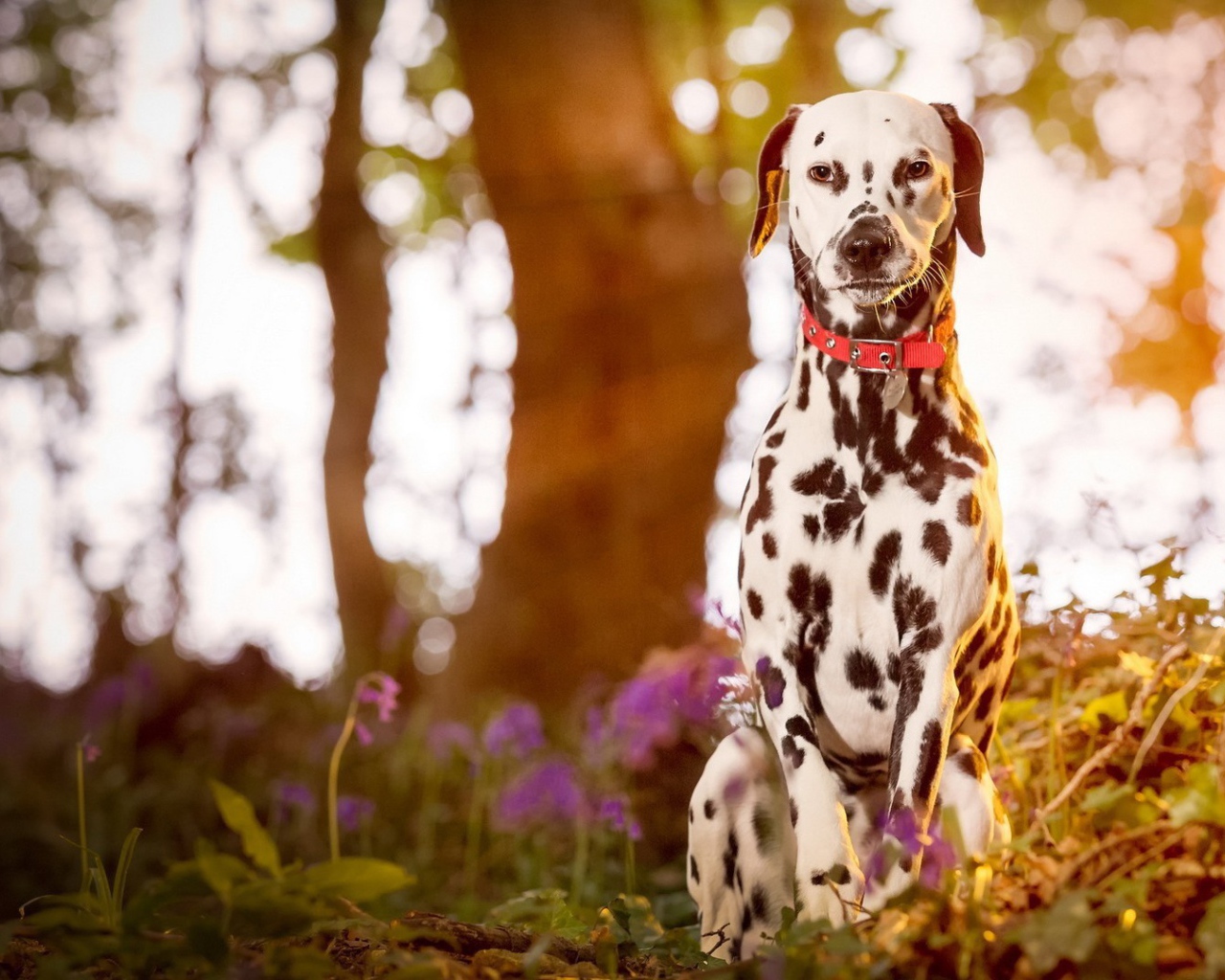 Далматинец сидит в лесу на закате