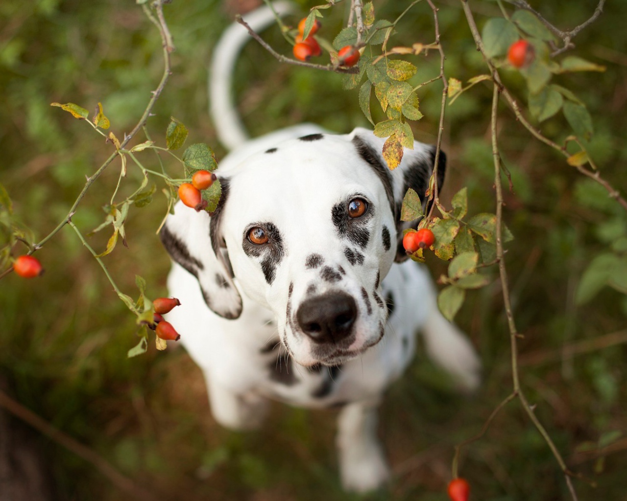 Далматинец под кустом шиповника