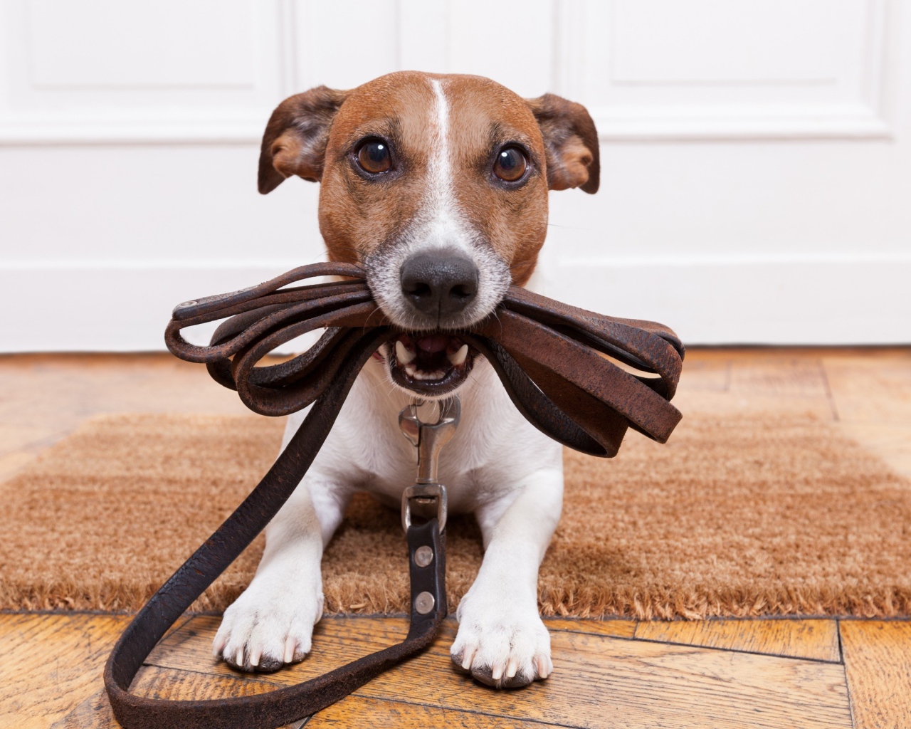 Собака держит поводок в зубах