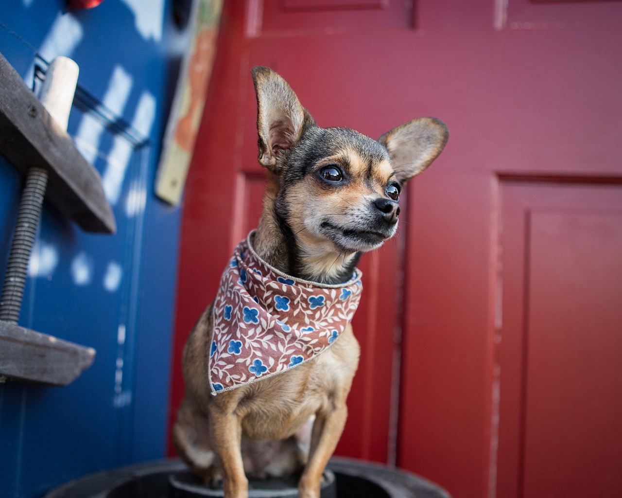 Собака в нашейном платке