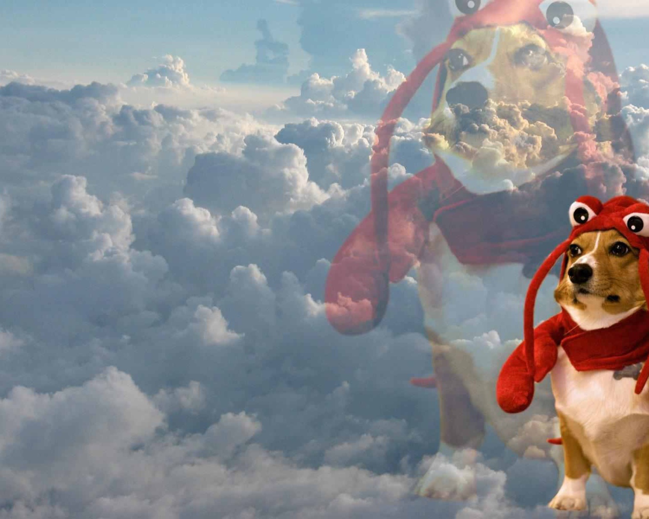 Собака в забавном наряде на фоне облаков