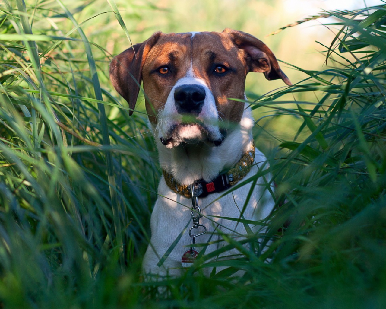 Собака в зеленых зарослях травы