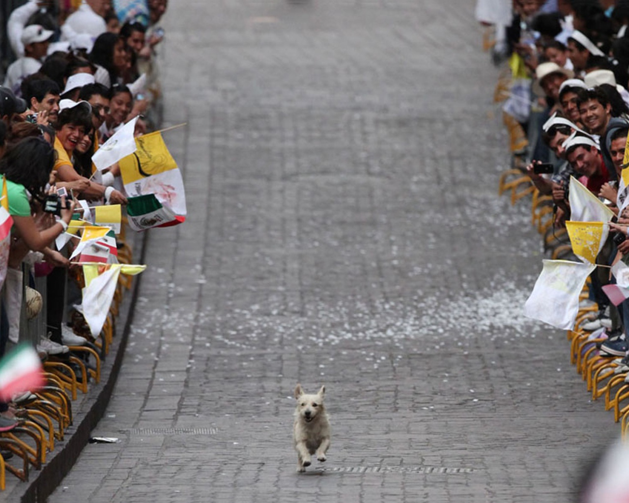 Собака бежит по улице среди людей