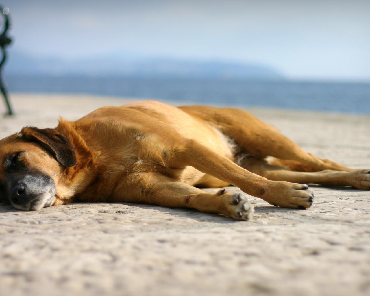 Собака спит на набережной