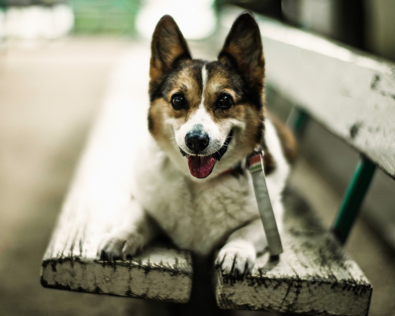 Собака улыбается сидя на скамье