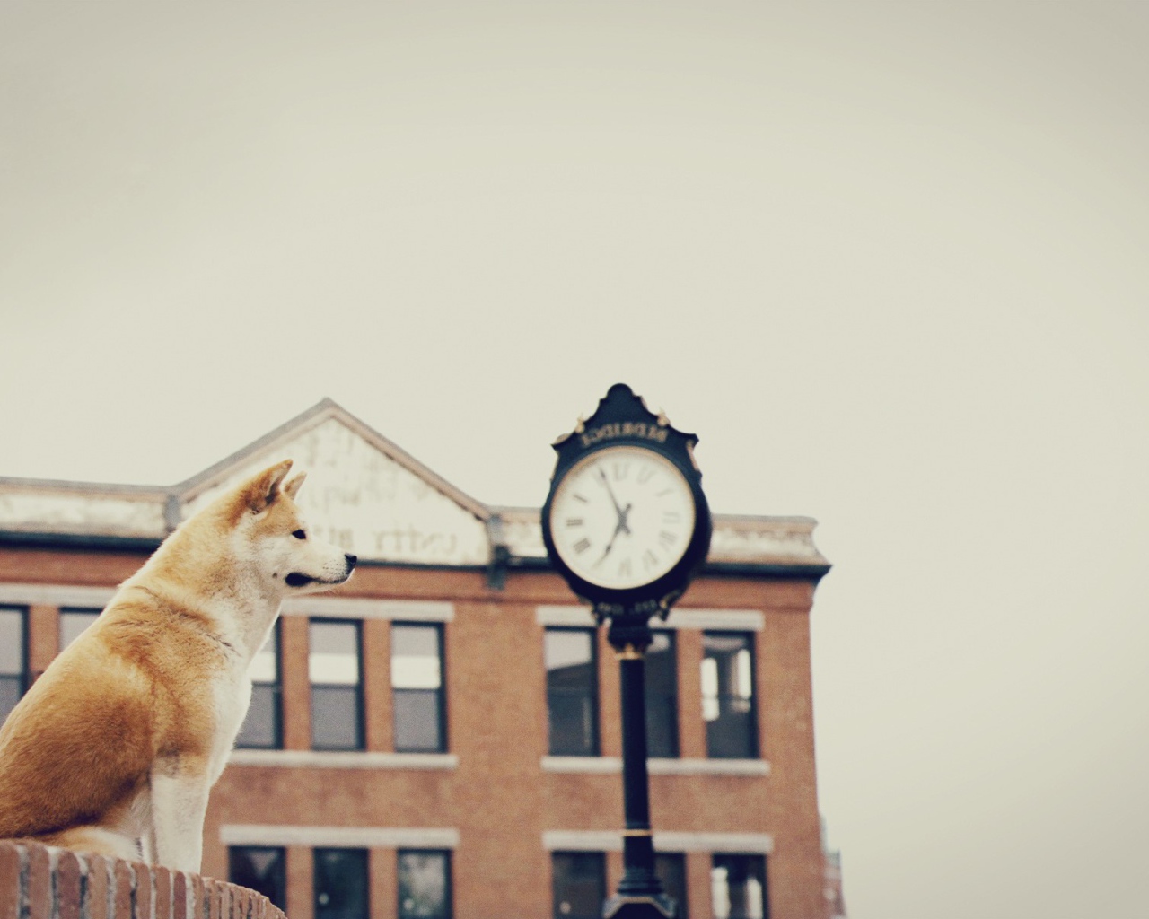 Собака верно ждет хозяина