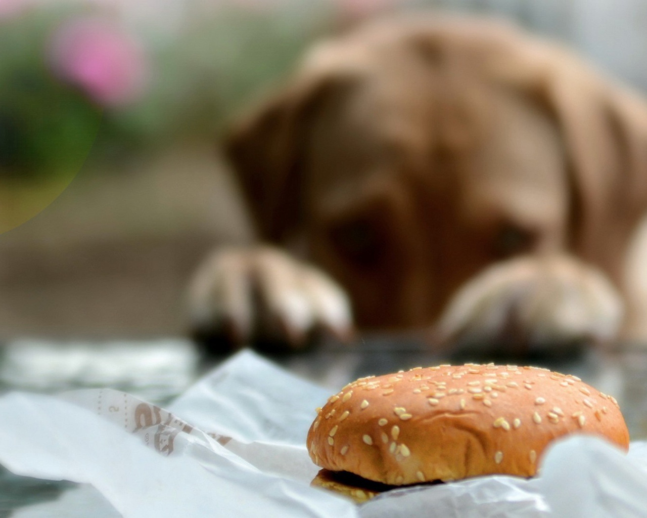 Пес хочет полакомиться булочкой