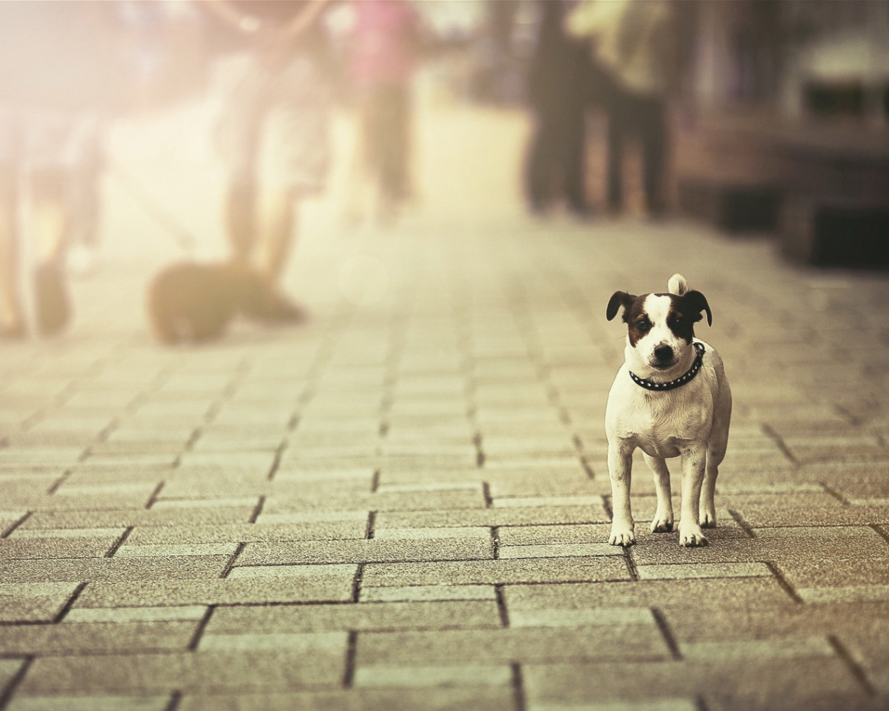 Собака с черными ушами на уличной брусчатке