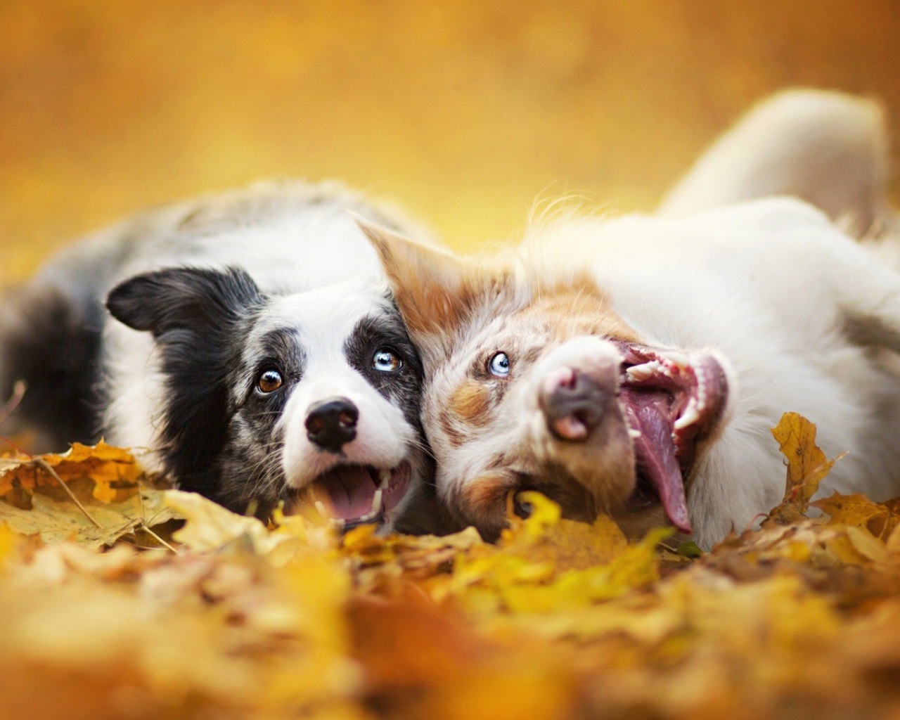 Собаки с безумными взглядами