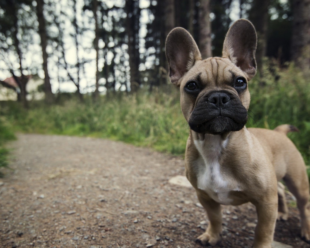Ушастый маленький щенок на тропинке