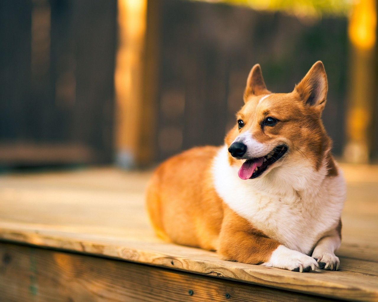 Верный веселый корги