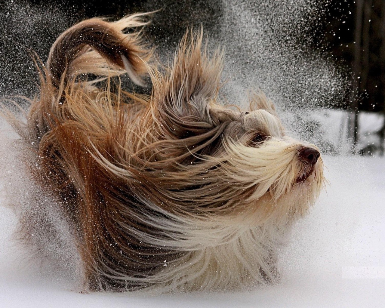 Счастливая собака с длинной шерстью играет в снегу