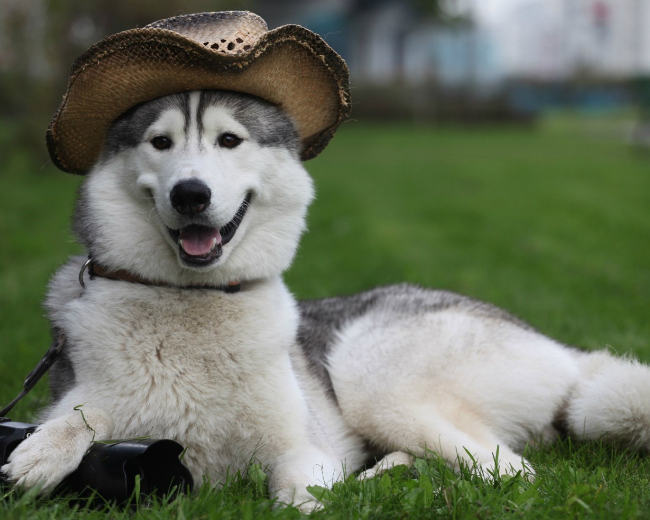 Husky dog in a hat