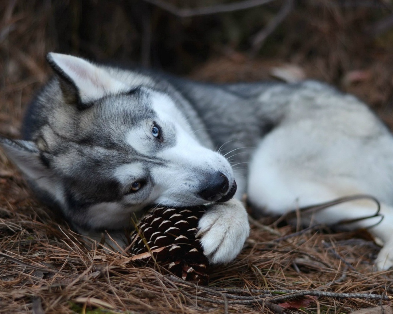 Собака хаски играет с шишкой