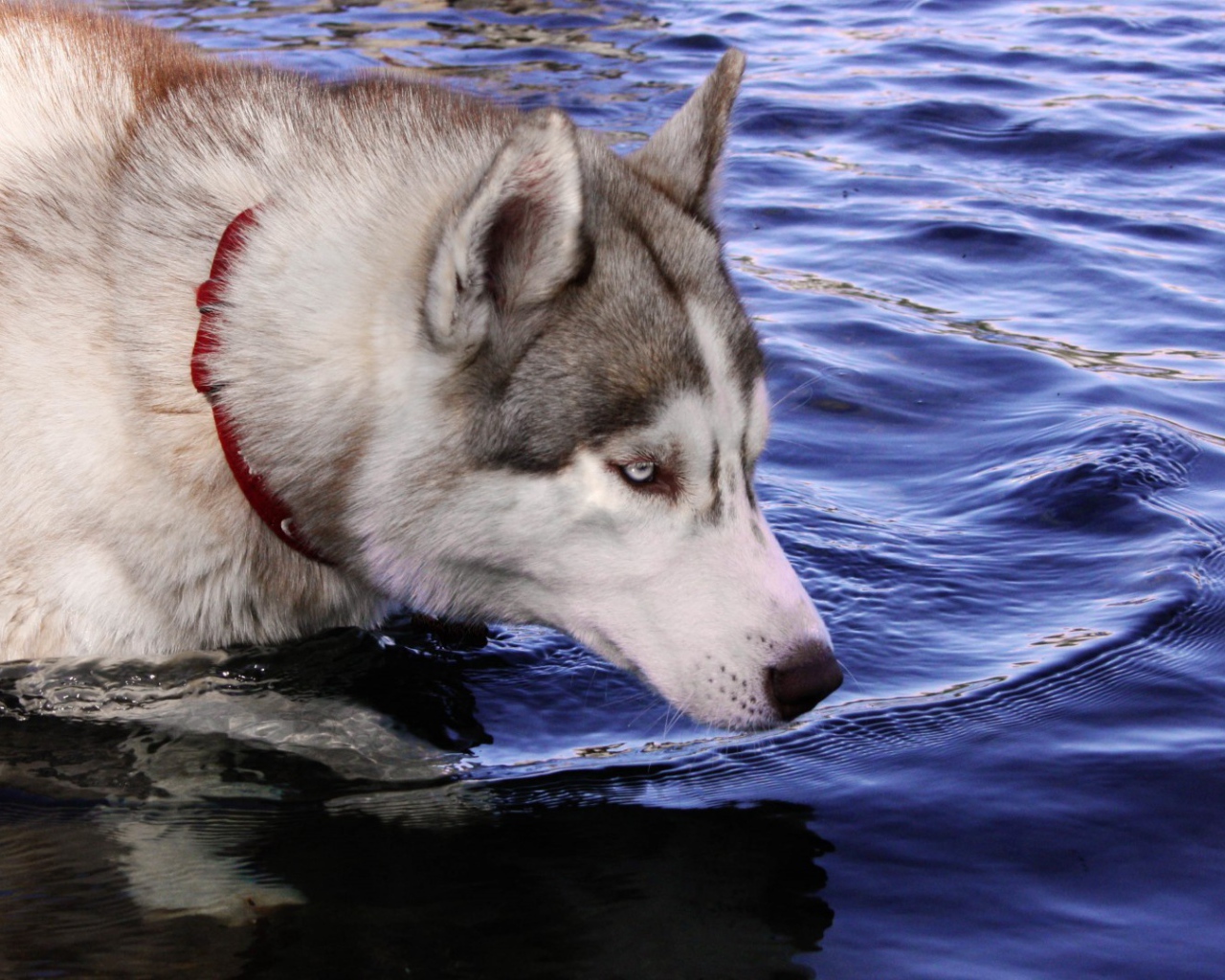 Собака хаски стоит в воде