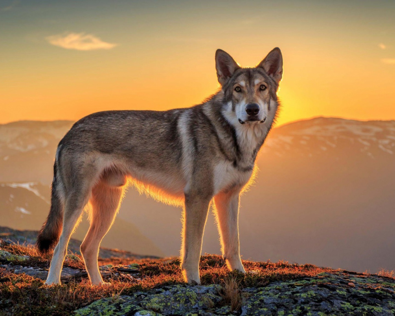 Хаски в горах на фоне заката