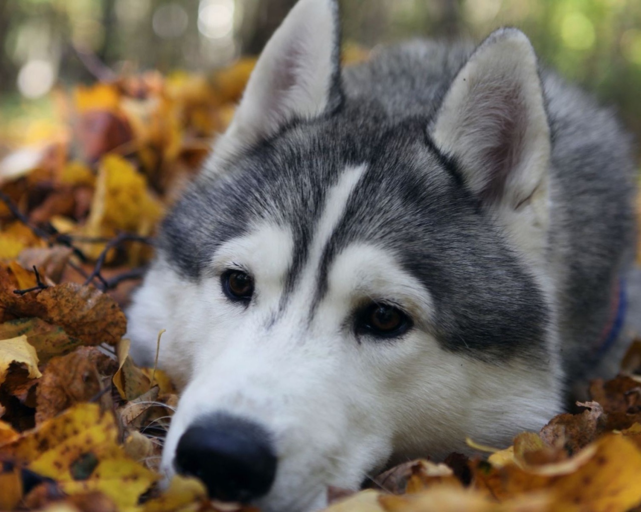Хаски лежит на куче листьев