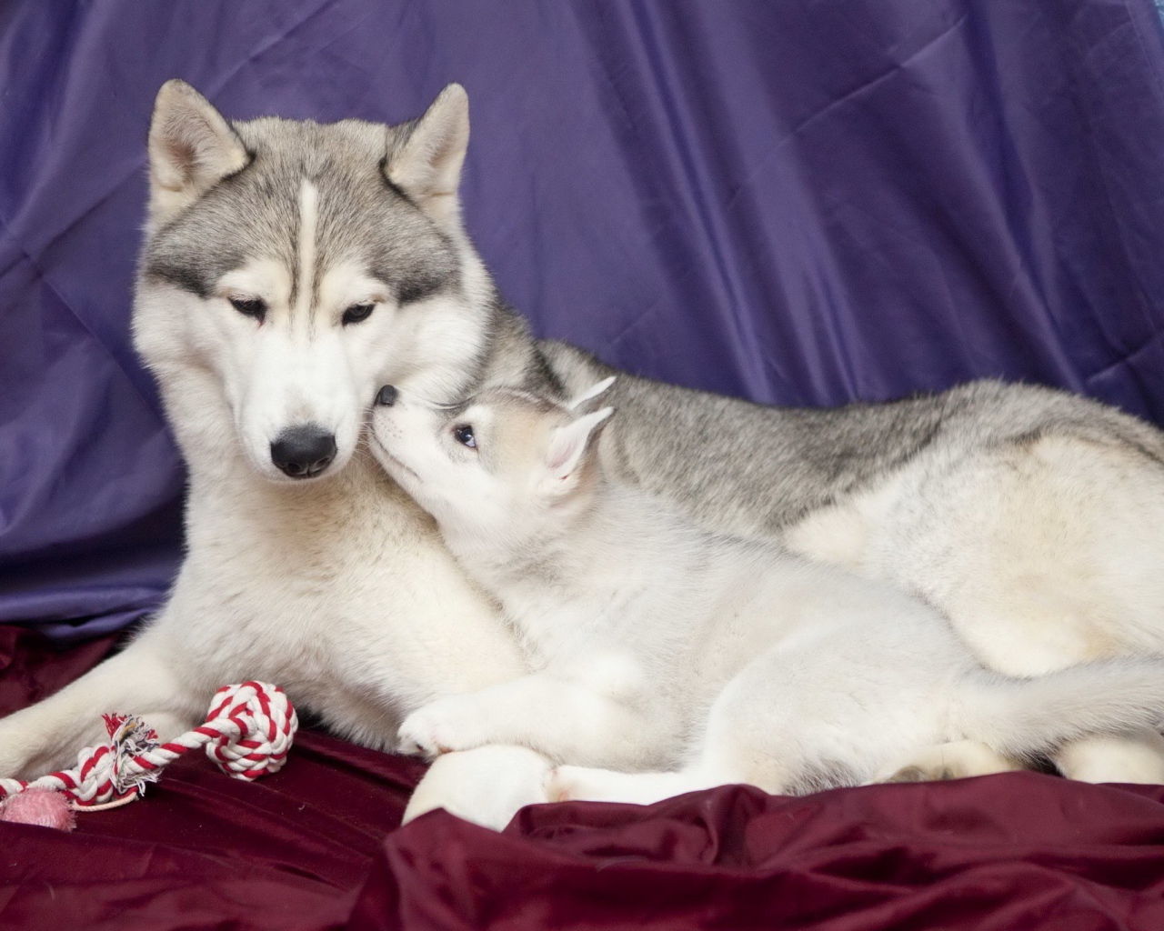 Щенок с мамой хаски