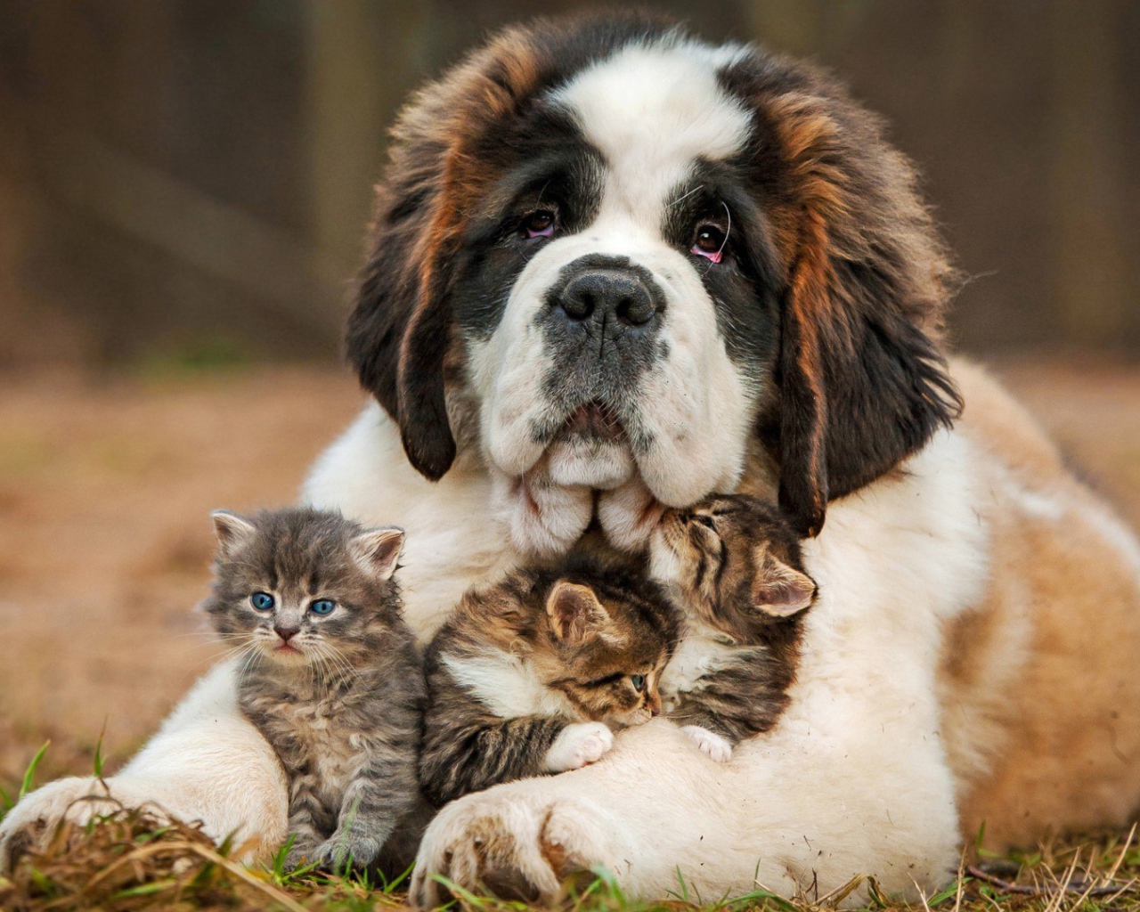 Котята под надежной защитой