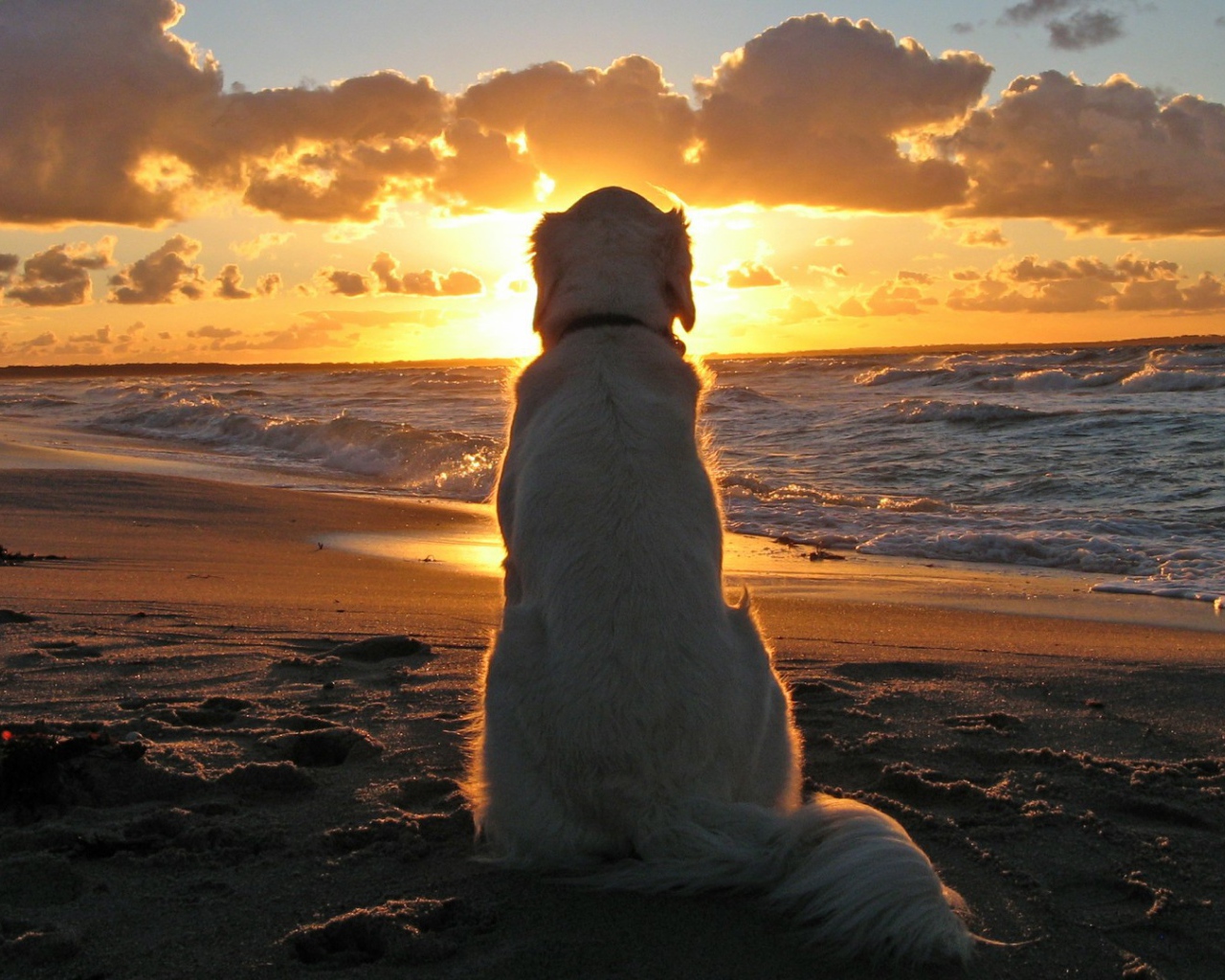 Большая белая собака сидит на пляже и смотрит на закат