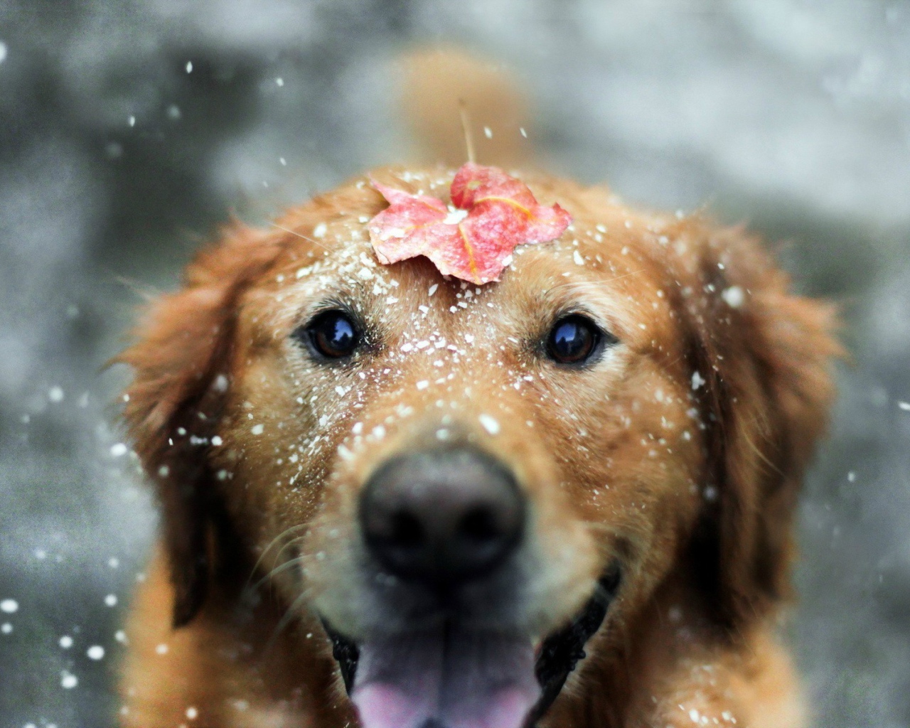 Лист на голове мокрой собаки