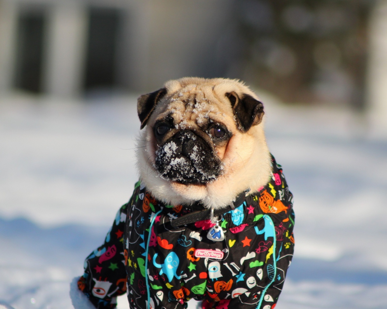 Мопс в зимней одежде