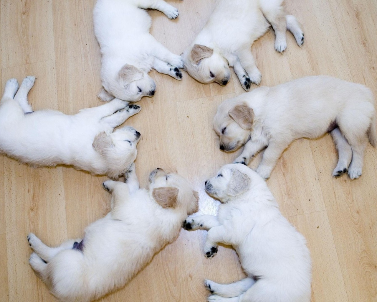 Щенки в идеальном порядке