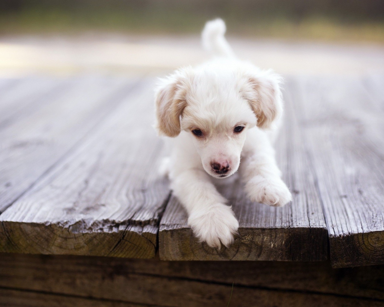Щенок у края доски