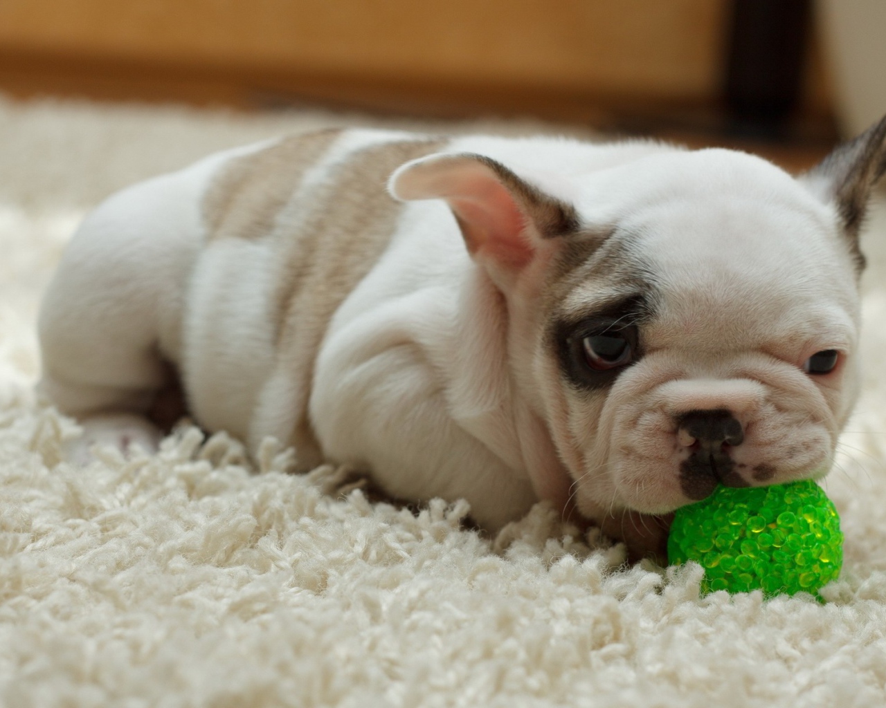 Щенок грызет зеленый шарик