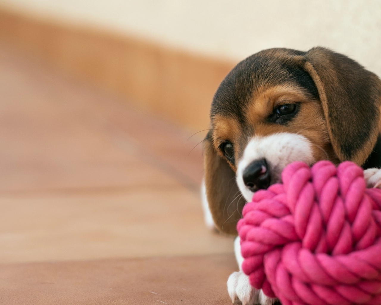 Щенок грызет клубок из красной веревки