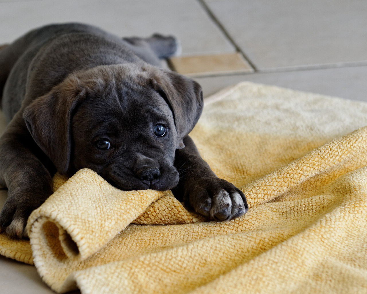 Щенок грызет коврик