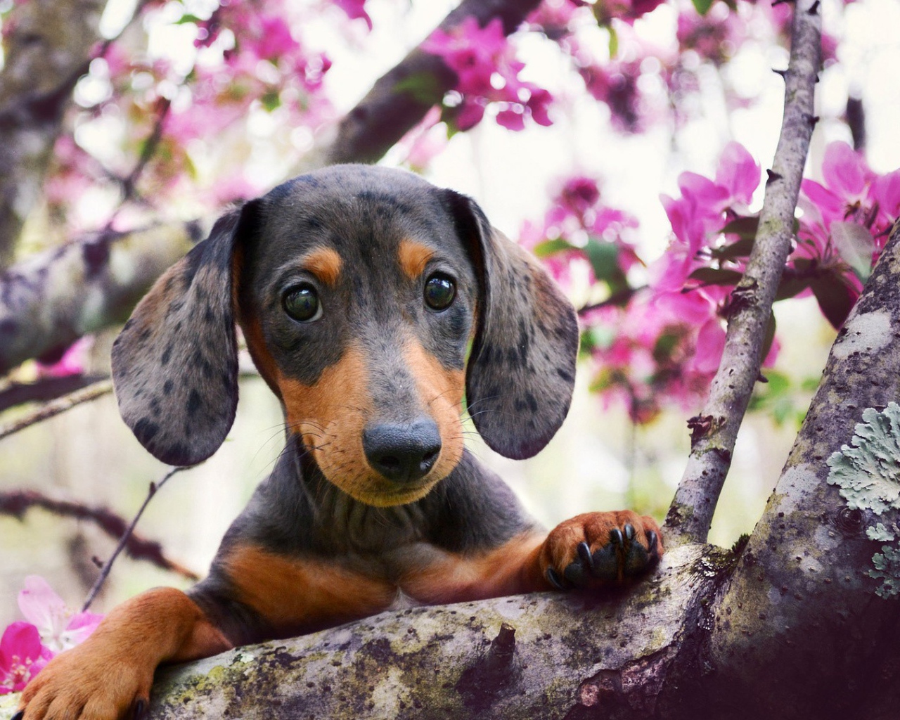 Щенок таксы на ветке цветущего дерева