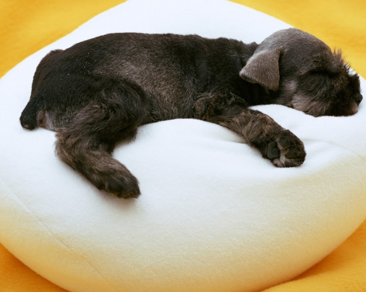 Щенок спит на белом пуфике