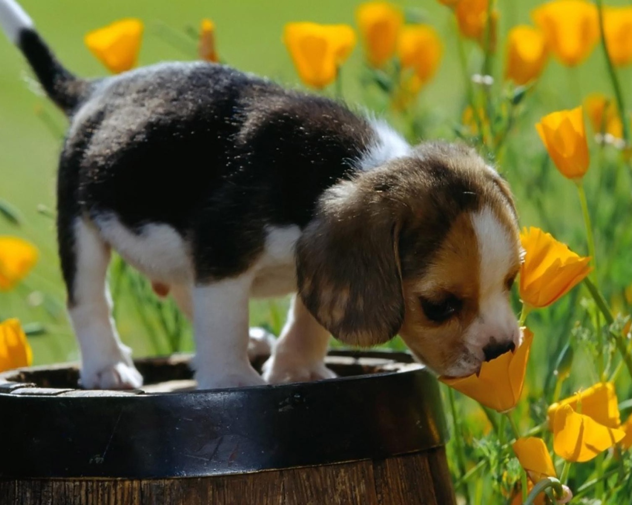 Щенок стоит на бочке