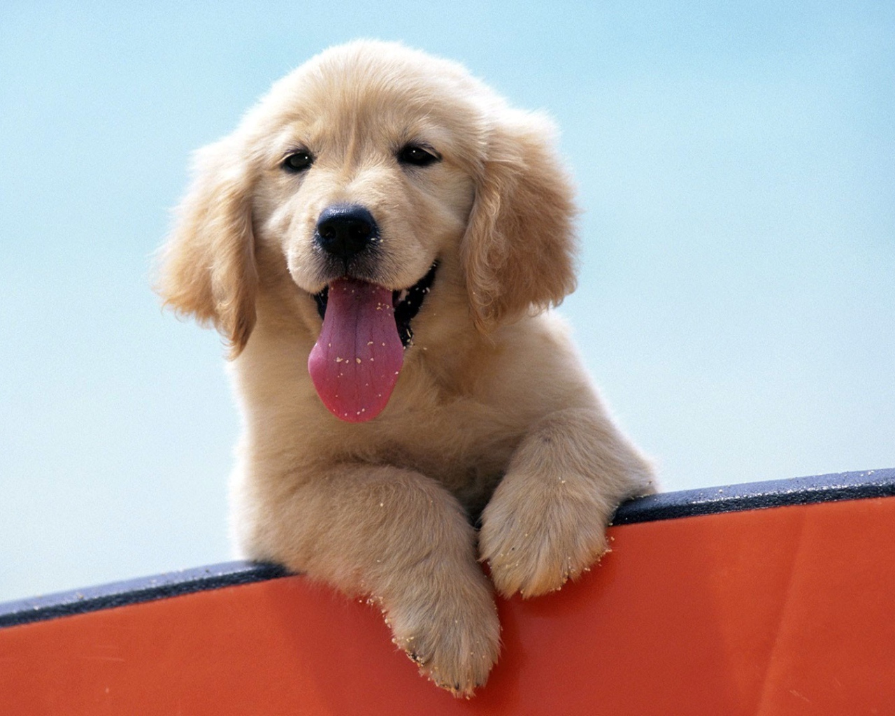 Щенок высунул язык сидя на борту