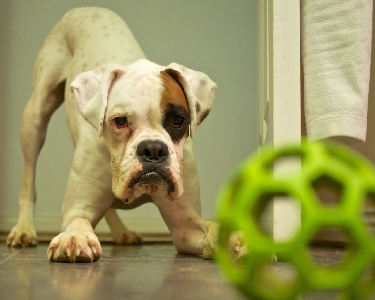 Щенок с зеленой игрушкой