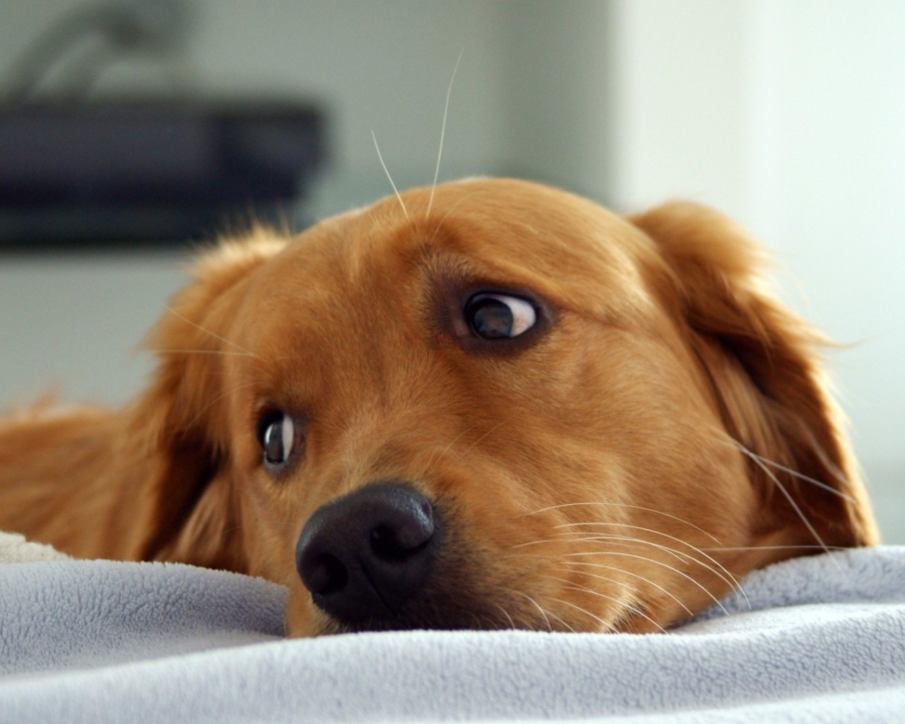 Рыжая собака смотрит через плечо в сторону