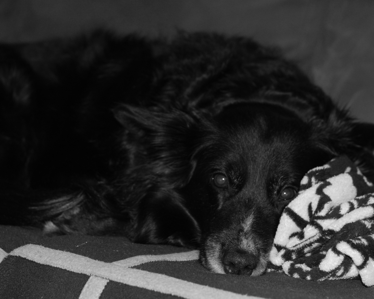 Грустный лохматый черный пес