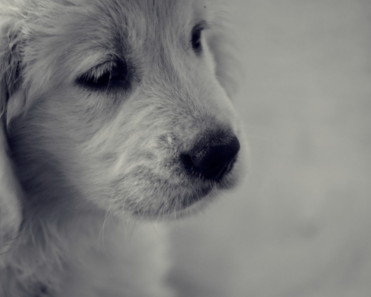 Грустный белый щенок с черным носом