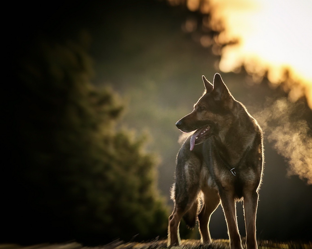 Овчарка на фоне заката