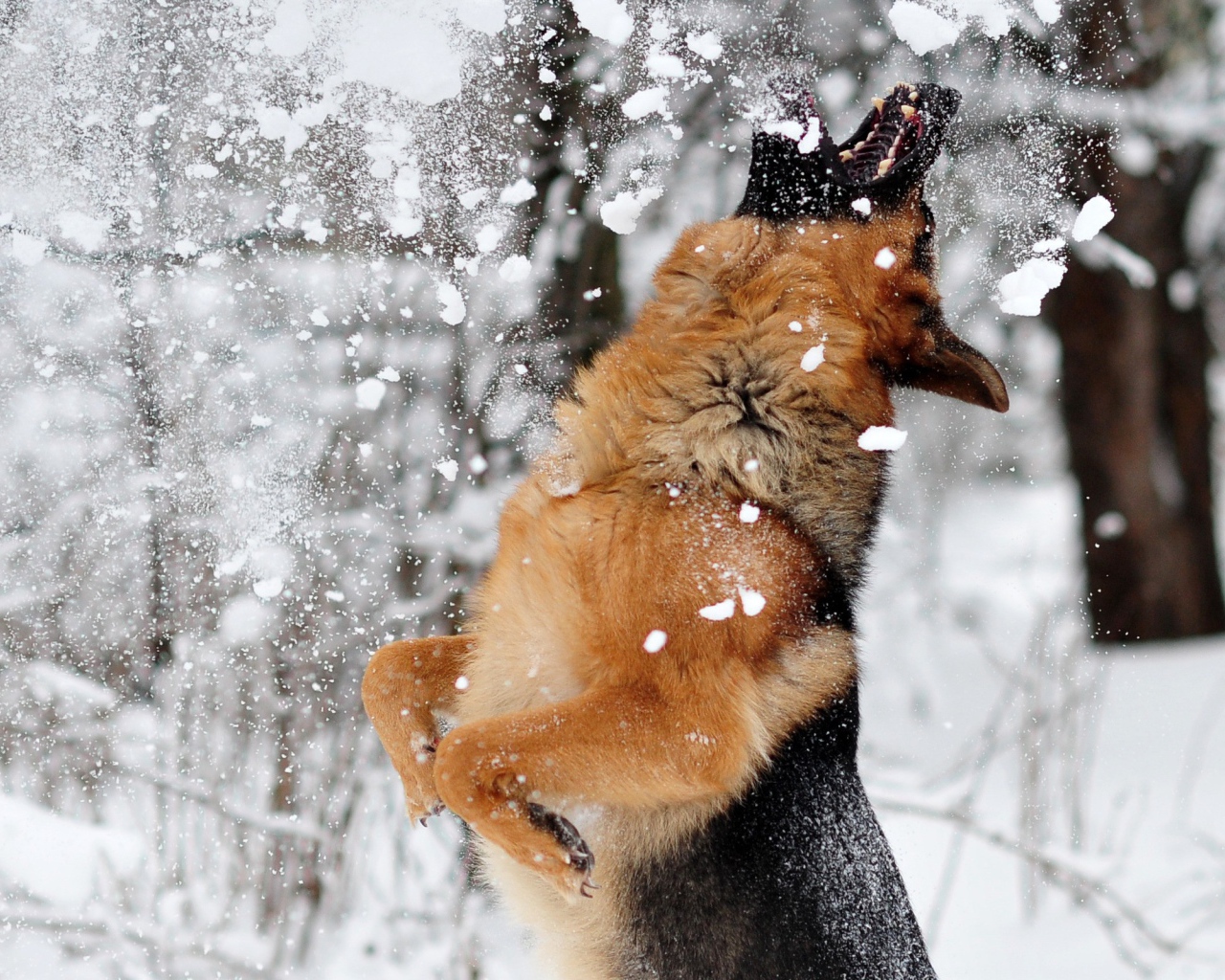 Овчарка ловит снег ртом
