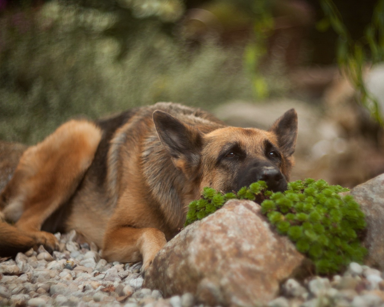 Овчарка прилегла за камнем