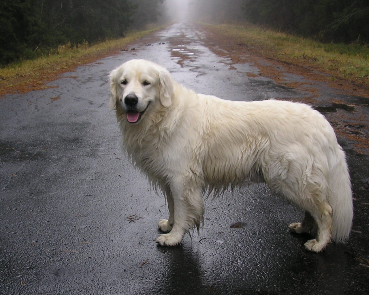 Собака стоит на мокрой дороге