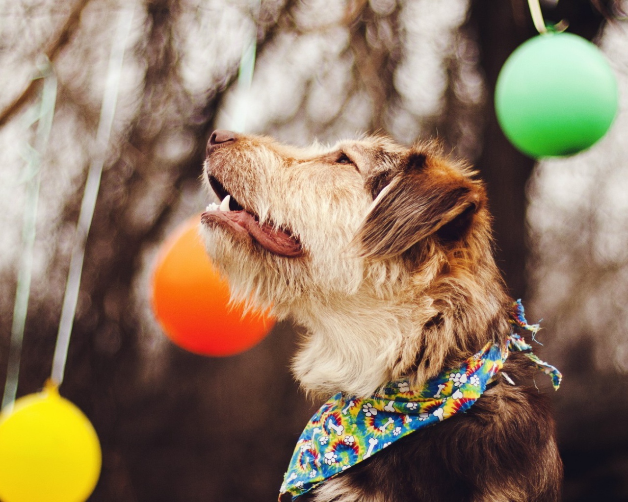 Собака смотрит на шары