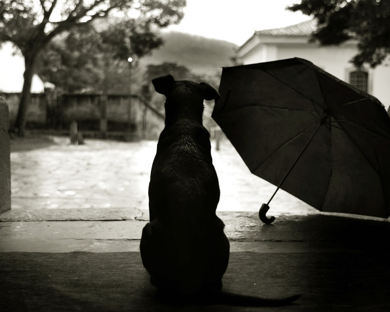 Собака смотрит на дождь на улице