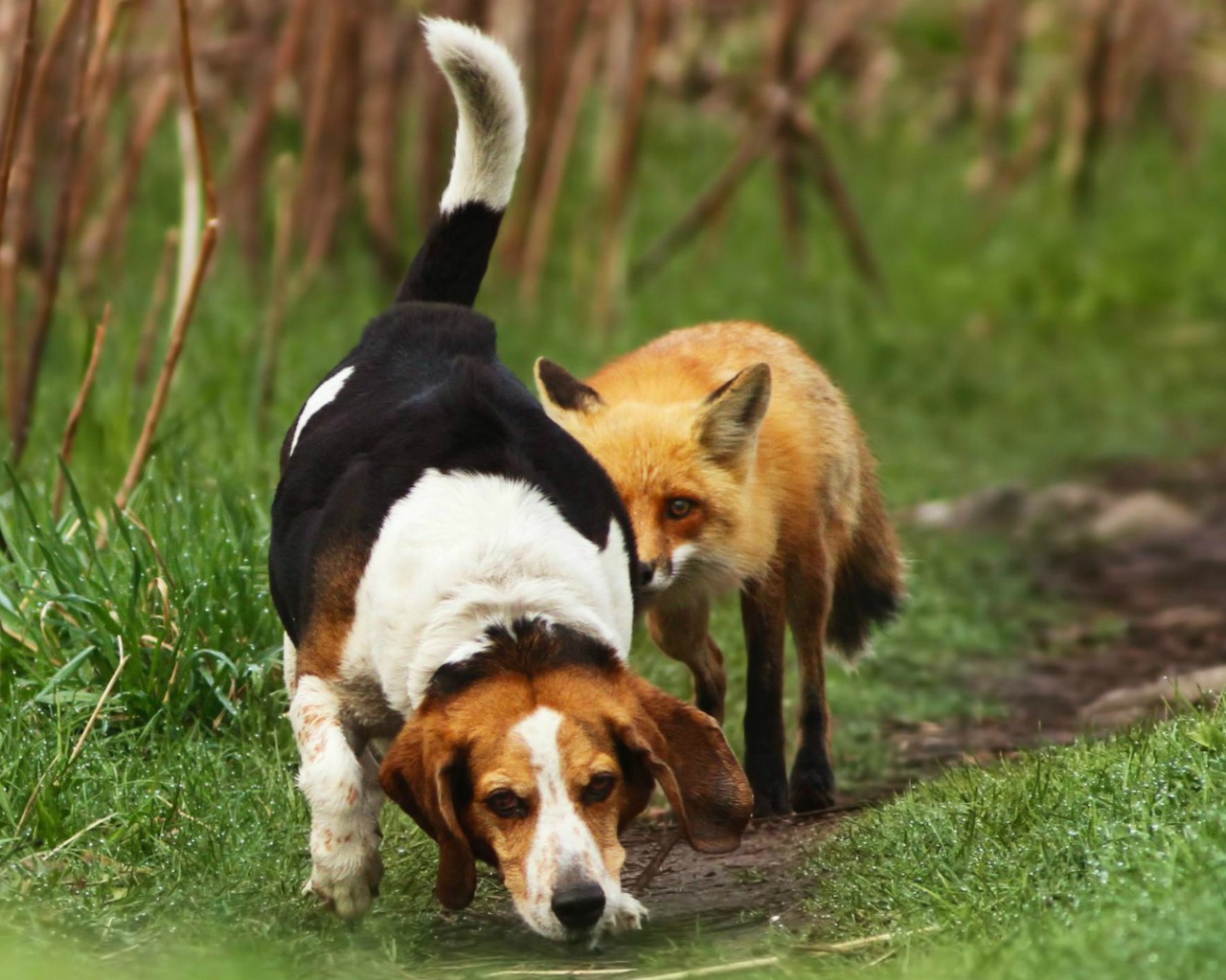 Cобака напала на след лисы