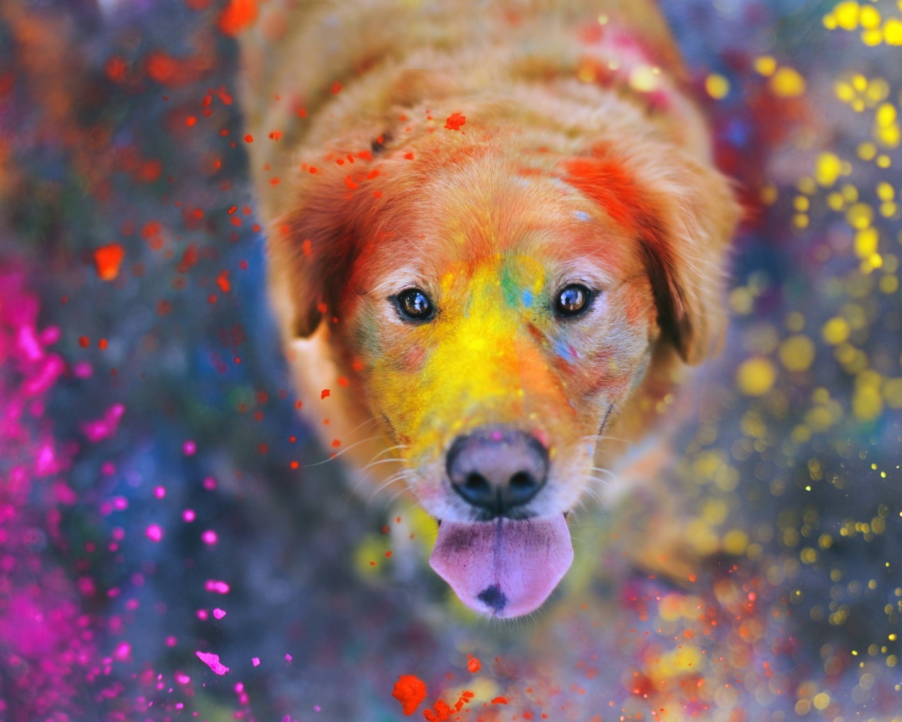 Краска на лице доброй собаки